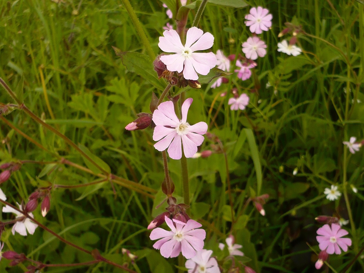 Silene x hampeana (Caryophyllaceae)